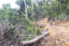 Bất thường trong việc thống kê thiệt hại do phá rừng