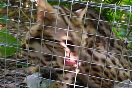 Kiểm tra vụ nghi bắt 'mèo rừng' rồi đăng Facebook rao bán