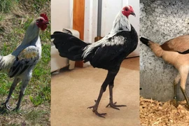 Mãn nhãn "siêu mẫu" gà chân dài miên man lại thẳng tắp vạn người mê