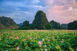 [Photo] Kỳ lạ đầm sen nở rộ sắc màu giữa mùa Thu miền Bắc