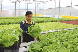 'Thủ phủ' du lịch canh nông Lâm Đồng tạm dừng chấp thuận dự án mới