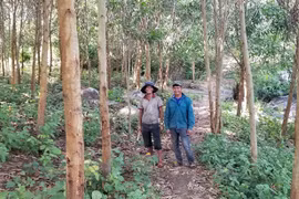 Sró phủ xanh đất trống đồi núi trọc