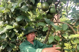 Trở thành triệu phú nhờ xen ghép cây ăn quả trong vườn cà phê tái canh
