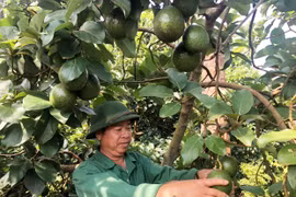 Trở thành triệu phú nhờ xen ghép cây ăn quả trong vườn cà phê tái canh