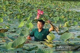 Nghệ An: Cấy lúa mãi chẳng ăn thua, trai 9X "máu liều" trồng sen Tây Hồ trái mùa, giờ ngồi đếm hoa thu tiền