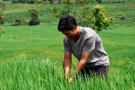 Chuyện người Jrai khai hoang trồng lúa nước