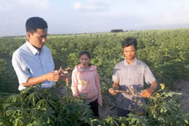 Gia Lai: Chủ động phòng trừ bệnh khảm lá vi rút hại mì