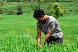 Chuyện người Jrai khai hoang trồng lúa nước