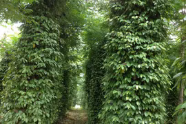 Vườn tiêu hữu cơ bac tỉ