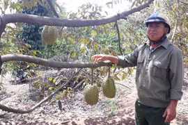 Làm giàu từ đa canh cây trồng