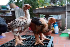 Nhân rộng mô hình chăn nuôi gà Đông Tảo lai an toàn sinh học