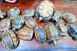 Phát hiện vụ vận chuyển 15 cá thể rùa