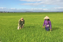 Gia Lai: Tạo động lực phát triển kinh tế tập thể