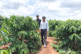 Bí thư Chi bộ gương mẫu