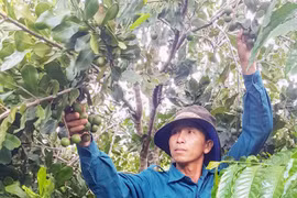 Kbang: Mắc ca được mùa nhưng mất giá