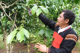 Thúc đẩy chuyển đổi nông nghiệp bền vững các tỉnh Tây Nguyên