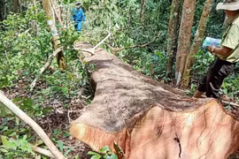 Kông Chro: Phát hiện hơn 5 m3 gỗ khai thác trái phép