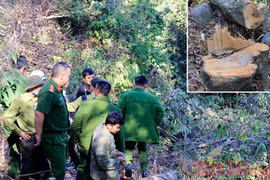 Phạt ba đối tượng phá rừng phòng hộ hơn 340 triệu đồng