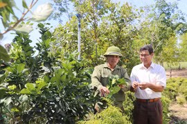 Chuyển đổi cây trồng giúp nâng cao thu nhập