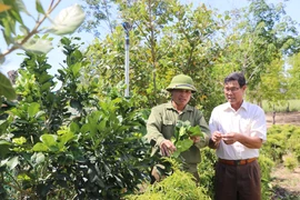 Chuyển đổi cây trồng giúp nâng cao thu nhập