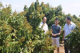 Biến đất cằn thành vùng chuyên canh cây ăn quả