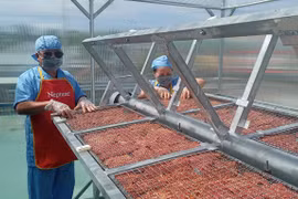 Nông dân Krông Pa đẩy mạnh ứng dụng khoa học công nghệ vào sản xuất