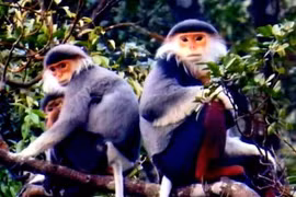 Trên đỉnh núi thiêng Bạch Mã - Kỳ 1: Rừng mưa nhiều nhất Việt Nam