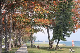 Nhiều nước cũng đau đầu giữ cây xanh