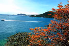 Ngô Đồng đỏ ở xứ cù lao