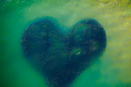 Ảnh 'đàn cá bơi thành hình trái tim' đoạt giải Bức ảnh của năm chụp bằng flycam