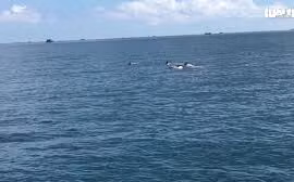 Video: Đàn cá heo cả trăm con xuất hiện ở đảo Phú Quý