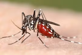 Nguy cơ đột quỵ do nhiễm virus lây truyền từ muỗi