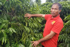 Trồng cà phê khoa học, lão nông thu nhập hàng trăm triệu đồng mỗi năm