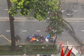 TP HCM: Người bị cây xanh bật gốc đè ngã đã tử vong