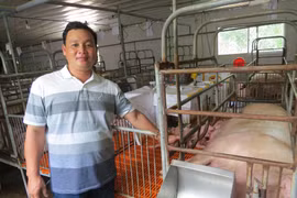 Phú Yên: Trai 30 tuổi đã là tỷ phú nuôi heo, đi làm bằng xe hơi