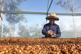 Nông nghiệp miền Trung - Tây Nguyên cần "cú hích" để tạo đột phá (bài cuối): Tăng liên kết và chế biến sâu