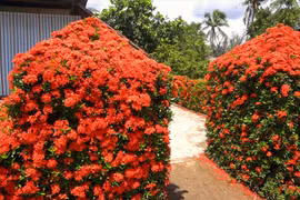 Chiêm ngưỡng ngôi nhà quê với hàng rào độc khiến thị dân chỉ biết ước