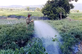 Tay trắng thành tỷ phú