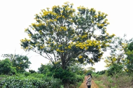 Nhiều sự kiện du lịch dịp cuối năm