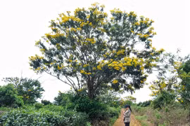 Nhiều sự kiện du lịch dịp cuối năm