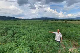 Nông dân Pờ Tó trồng mì sử dụng béc tưới tiết kiệm