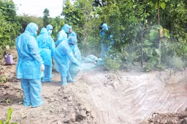 Gia Lai tập trung ngăn chặn dịch tả heo châu Phi tái phát