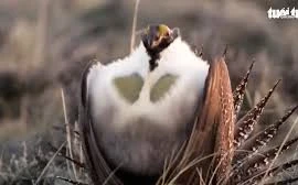 Video: Điệu nhảy 'tán tỉnh bạn tình' của những chú gà gô