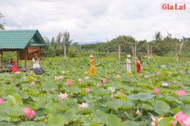 Mê mẩn với vẻ đẹp của đầm sen ở An Khê