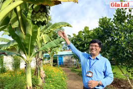 Độc đáo vườn chuối cô đơn trong trường học