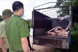 Phát hiên gần 1 tấn lợn và thịt lợn mắc dịch tả lợn châu Phi