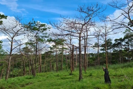 Thanh tra toàn diện công tác quản lý đất đai, bảo vệ rừng tại Đắk Song