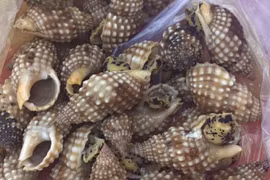 Ăn ốc lạ, 1 người tử vong, 2 người cấp cứu vì bị ngộ độc