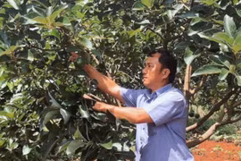 Nguyễn Kim Anh: Dành trọn tâm huyết cho ngành nông nghiệp