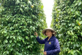 "Chân đất" từ tâm